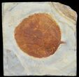 Detailed Fossil Leaf (Zizyphoides) - Montana #68307-1